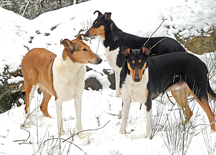 Clos des Castagniers smooth collies colleys poil court.